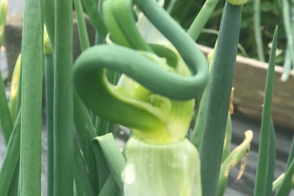 Как подключиться к даркнету